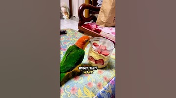 demanding bird tells human what they want