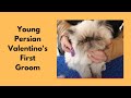 Himalayan Persian Cat Grooming - Teddy Clip の動画、YouTube動画。