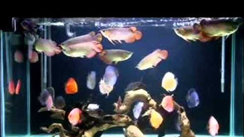 Cá Dĩa Nuôi Chung Với Cá Rồng - Thiên Đường Cá Cảnh