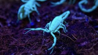 How to protect your home during scorpion season