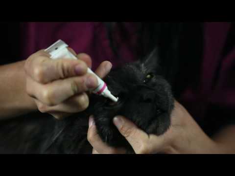 Vidéo: L'utilisation de l'ofloxacine chez les animaux de compagnie