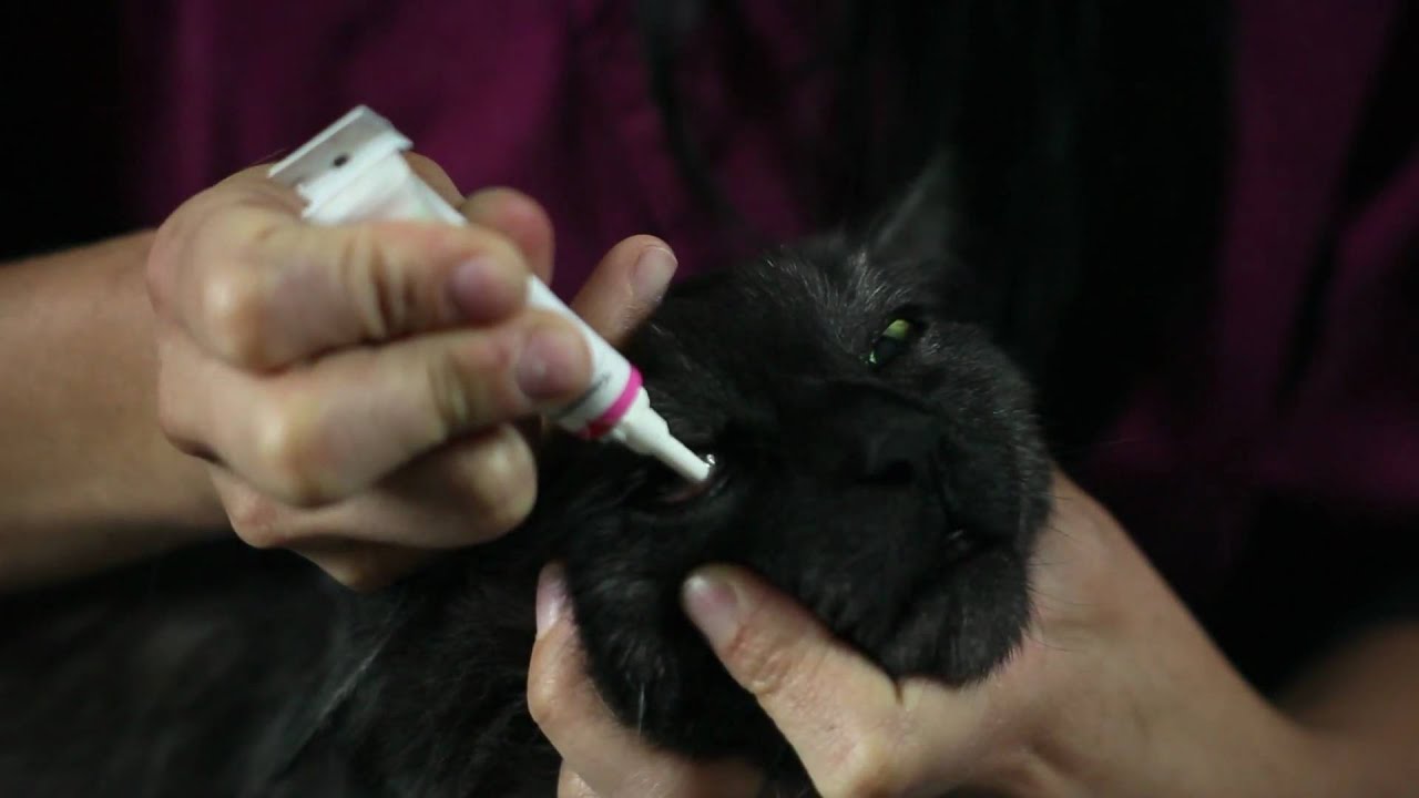 Comment Administrer Un Onguent Pour Les Yeux A Votre Animal De Compagnie Vetoquinol Canada Youtube Comment Administrer Un Onguent Pour Les Yeux A Votre Animal De Compagnie Vetoquinol Canada Youtube
