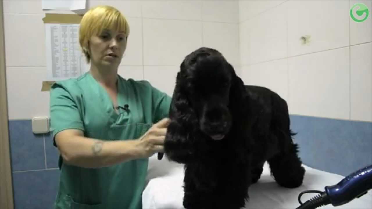 La experiencia de Rosalinda, Ayudante Técnica Veterinaria formación reactiva