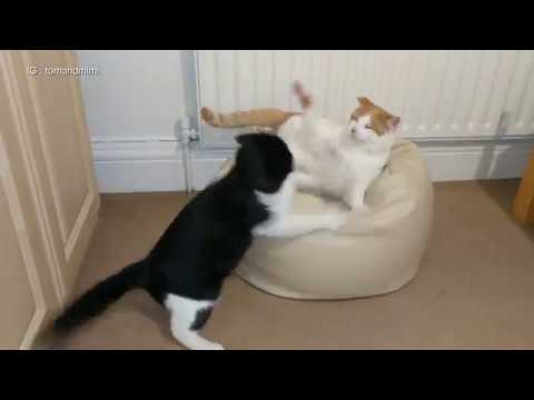 games people play Crazy Cat Fight | 4K