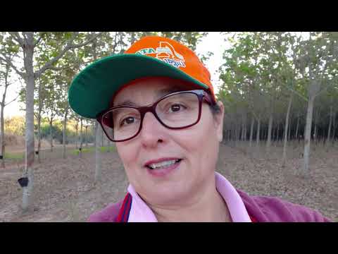 Vídeo: Pragas Comuns de Plantas de Borracha – Como Matar Insetos de Plantas de Borracha