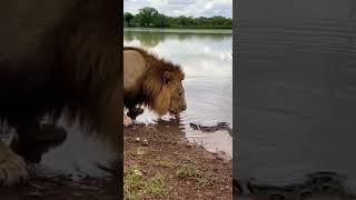Giant Python vs Lion — Caught on Camera 😱 part 07 #Shorts #Python #Lion #Wildlife #CaughtOnCamera Net Worth