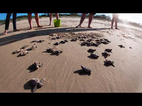 Video: Tarina Laukauksen Takana: Loggerhead Turtle - Matador Network