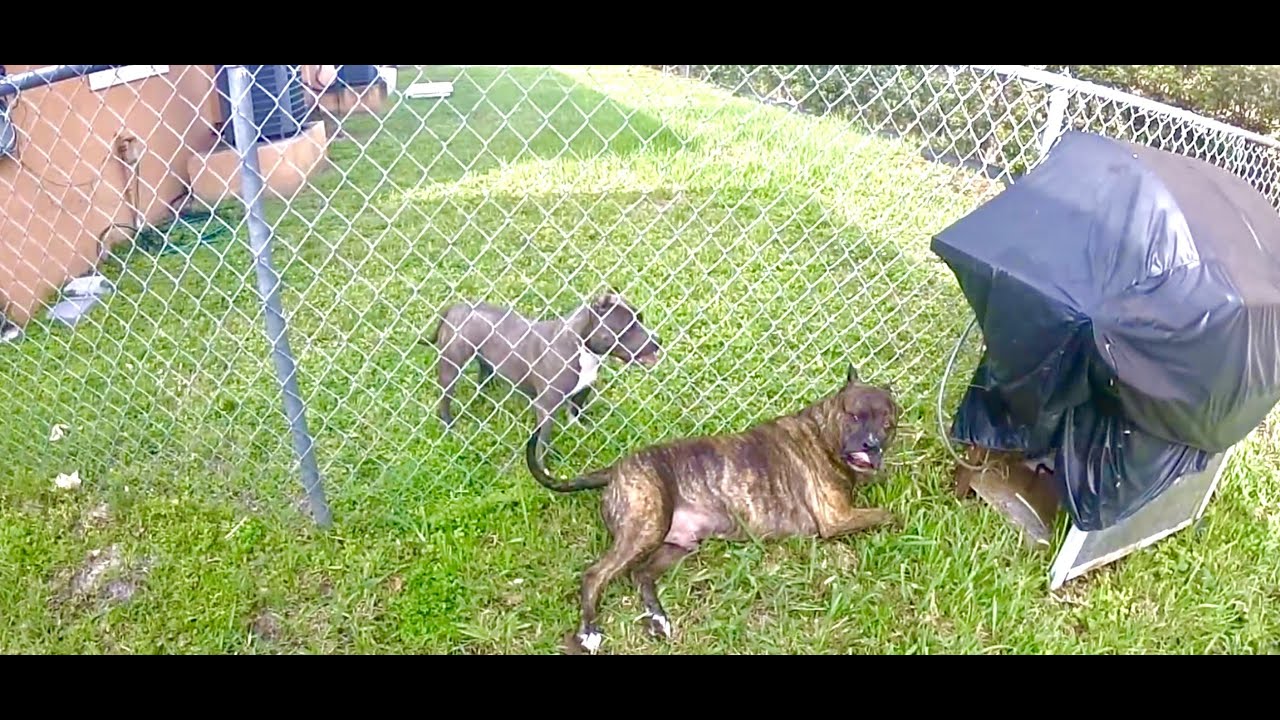 pitbull barking at american bully puppy !!! YouTube