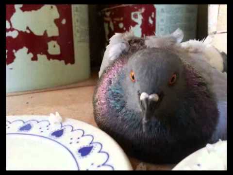 Vídeo: Como Curar Um Pombo