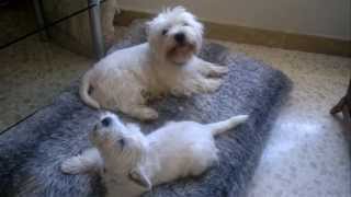 Westies singing