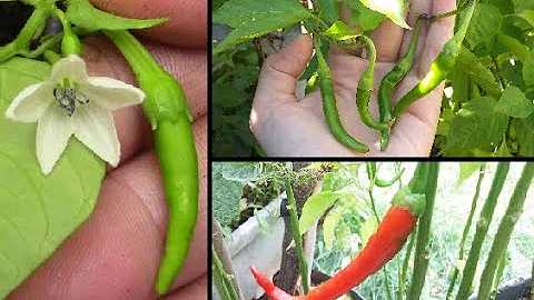 Comment faire germer des graines de piment ?