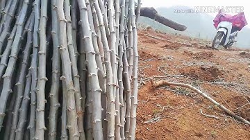 Hnub no kuv mus ua teb qos nawb thiab mus saib ngab Laj tuaj tso roj ciab nawb