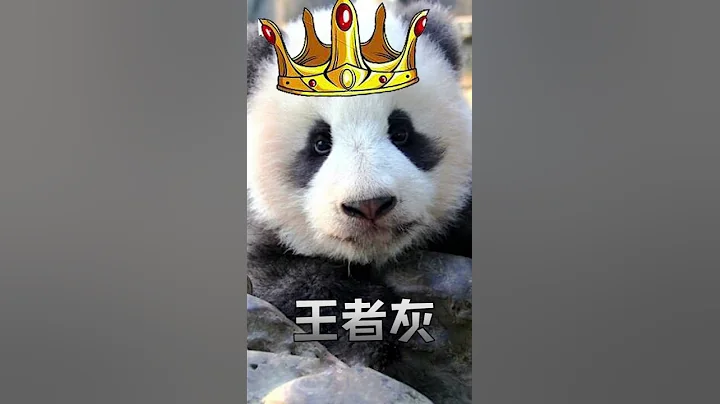 【熊貓檔案】第十期 來自成實內心獨白，C位出道卻被熊欺？ - 天天要聞