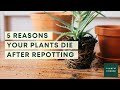 Top 5 repotting mistakes  why people killed their plants after repotting