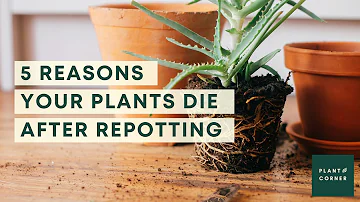 Top 5 repotting mistakes - why people killed their plants after repotting