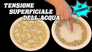 💧 La TENSIONE SUPERFICIALE dell'ACQUA - Spiegazione + ESPERIMENTO👨🏻‍🔬🧪 (Scienze)