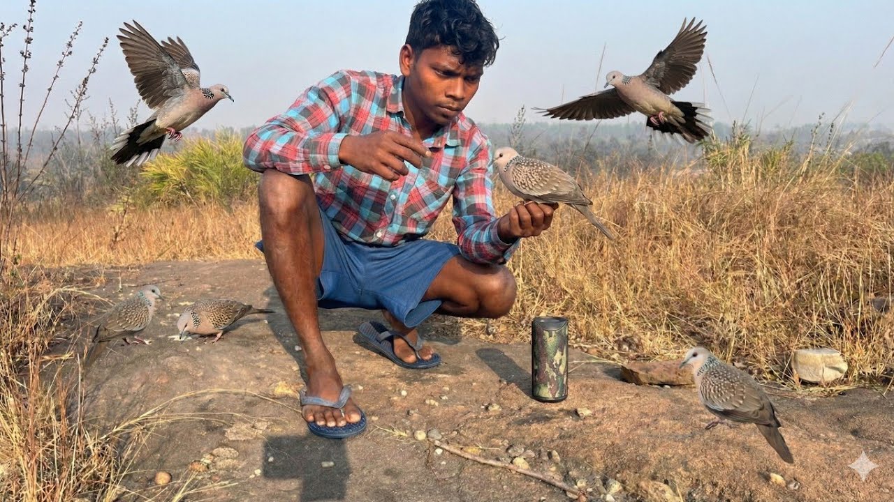 1 मिनट में करो चिड़िया को आकर्षित 😀 dove bird attaract voice sound 