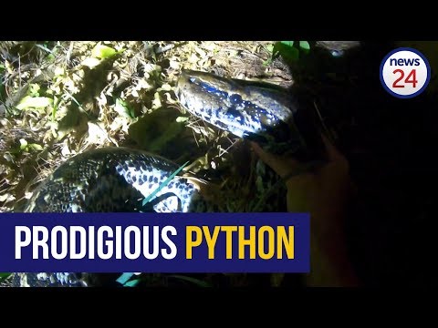 WATCH | 'What a beast' - Giant 31kg python found slithering through Durban suburb