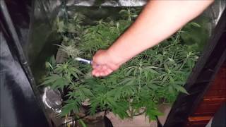 Growing LARGE In small Spaces S 2 Ep 8 CBD Autoflower Project Spektrum King Closet Case