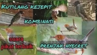 Suara kutilang kejepit kombinasi prenjak nyecret || suara pikat terbaik