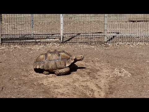 African spurred tortoise