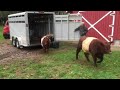 FARM SHOW - Miniature Kingshire Cattle Ideal For Small Farms - YouTube
