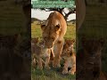 Lioness Carries Her Cub While Others Follow | Heartwarming Wild Family Moment 🦁