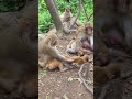 big monkey throw baby monkey 😲 #short #monkey