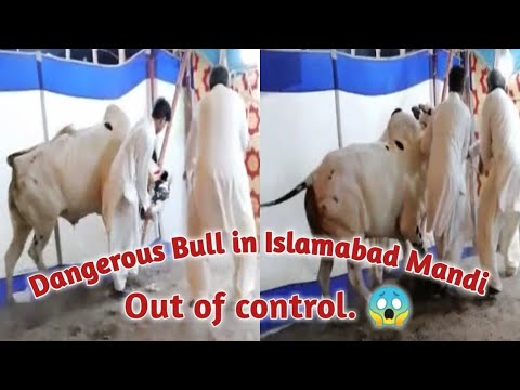 Dangerous Bull Run Away In Islamabad Mandi || Angry Bulls || cattle mandi info