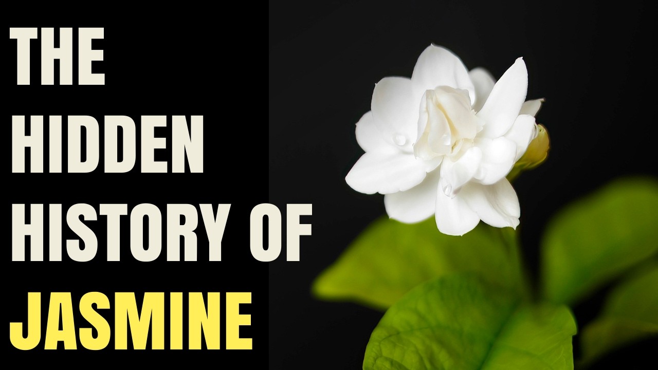 Queen of the Night: The complicated history of jasmine
