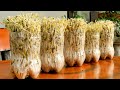 How to grow mung bean sprouts at home easily harvest after 3 days