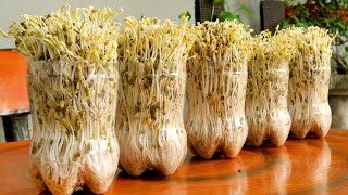 How to grow Mung Bean Sprouts at home easily, harvest after 3 days screenshot 5