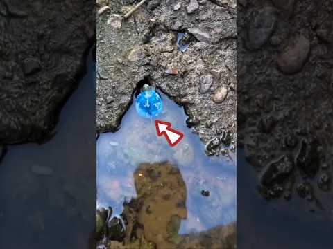 Caught fish under water. #shortsvideo