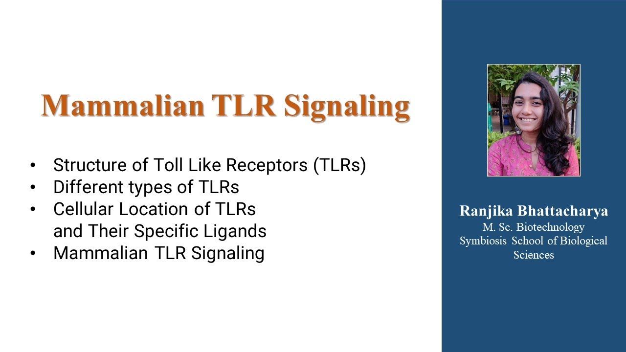 Mammalian TLR Signalling for 