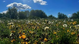 Dandelion field