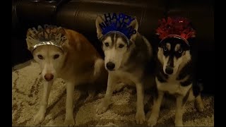 New Year's Party by JustFluffinAround 191 views 4 months ago 53 seconds