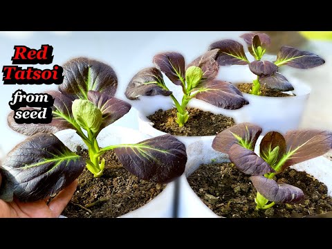 How to Grow Asian Greens from Seed to Harvest - Red Tatsoi