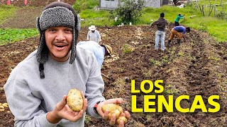 Cosechando Papas con Los Lencas en Intibucá Honduras