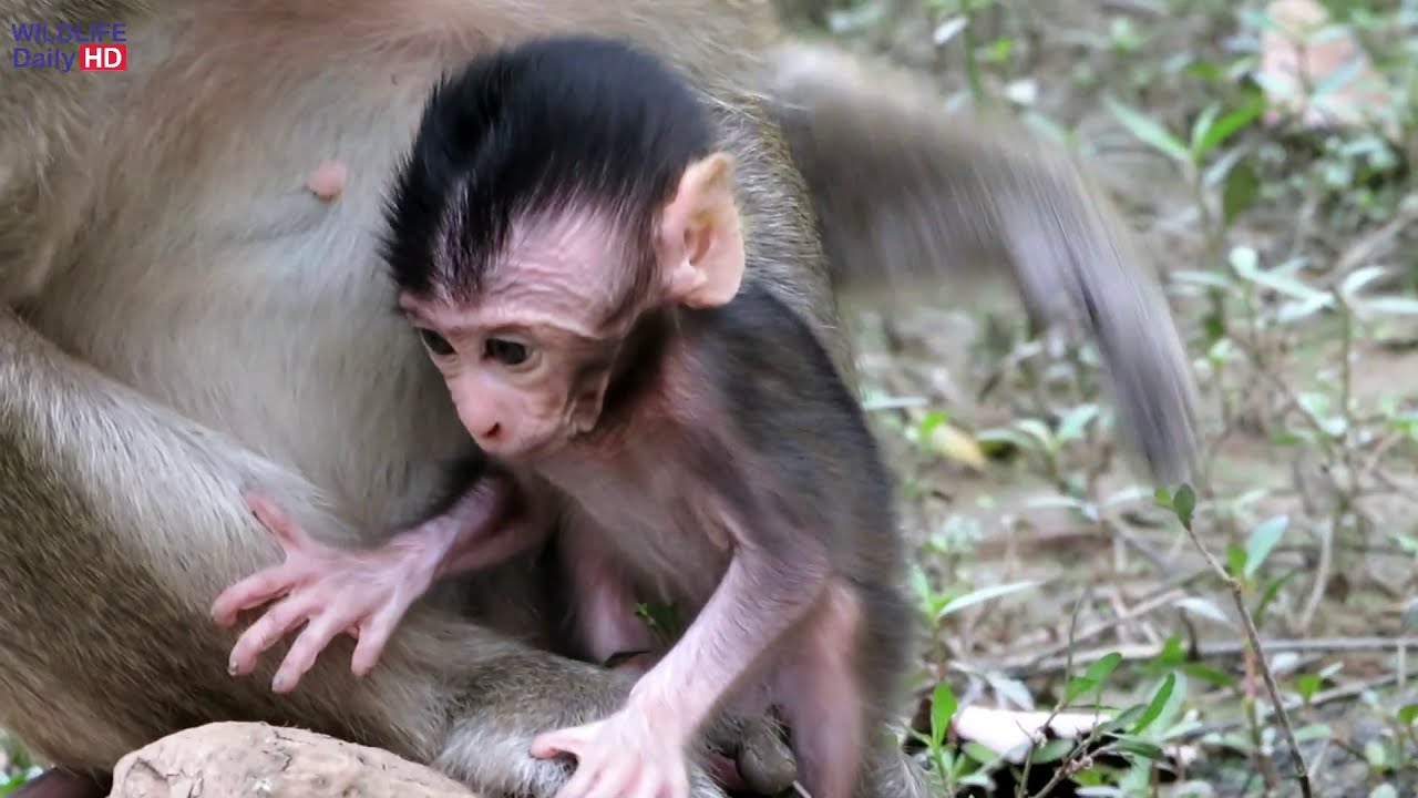 Kari Kidnapping Delena Baby Monkey From Young Dee Dee Monkey, Delena Crying Loudly Asking For Milk