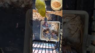 pleci meloloh anaknya