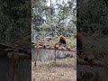 #redpanda #darjeelingzoo #darjeeling_tour #darjeeling #trendingshorts #viral #trend #panda #india