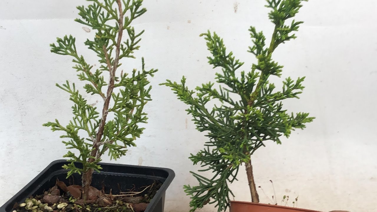 Introduction to Junipers livestream
