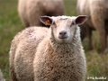 El gaouli petit mouton prodel gaouli