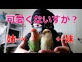 コザクラインコ 家族紹介②