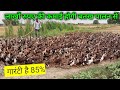 बतख पालन से आप भी लाखों रुपए कमा सकते हैं | Duck Farming in Uttar Pradesh