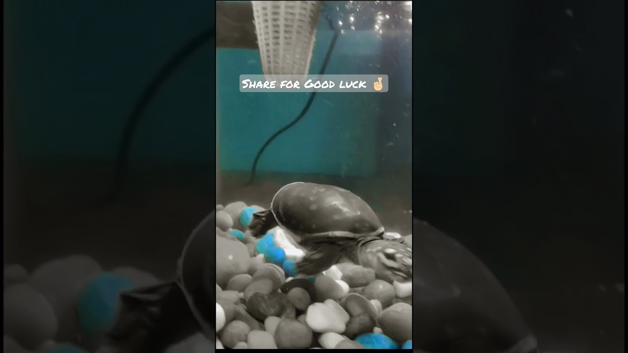Watch share for good luck #shorts #ytshorts #goodvibes #goodluck #lucky #tortoise #turtle #positivevibes on YouTube Watch share for good luck #shorts #ytshorts #goodvibes #goodluck #lucky #tortoise #turtle #positivevibes on YouTube