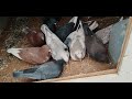 Building The Family : Updates on Roller Pigeon Flying and Breeding for 2021