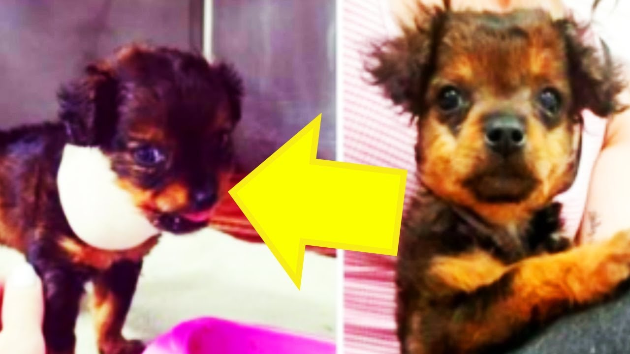 Vet Who Refuses To Put Down Paralyzed Puppy Gets A Huge Surprise A Few Hours  Later - YouTube
