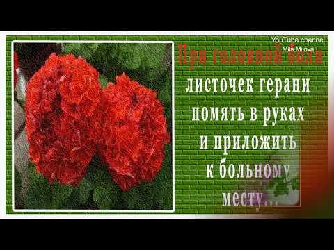 УДИВИТЕЛЬНЫЕ СВОЙСТВА ГЕРАНИ