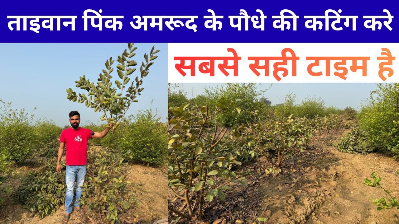 अमरूद के पोधों की कटिंग इस तरह करे 👌